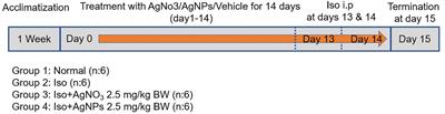 Protective effects of silver nanoparticles in isoproterenol-induced myocardial infarction in rats